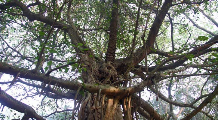 বিশ্বাসের বটে বনবিবির বাস